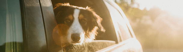 New or Used Auto Loans